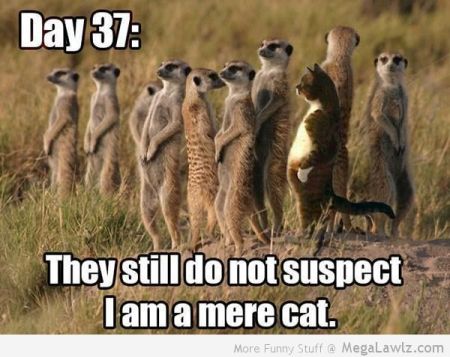 funny-mere-cat-picture1