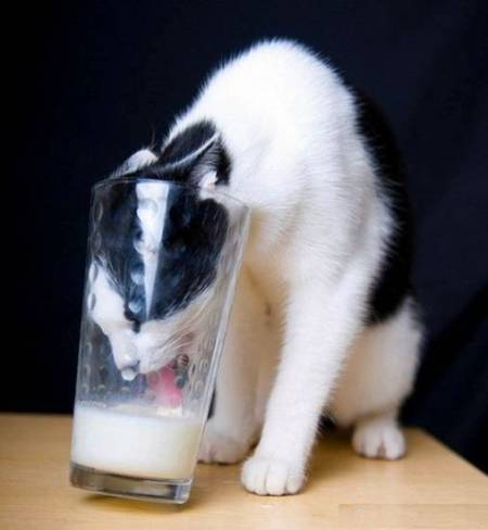 funny_cat_for_milk1